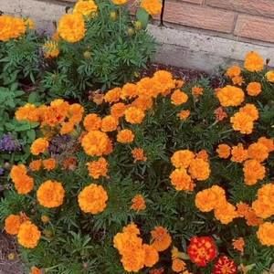 Meet your Posher, Maya